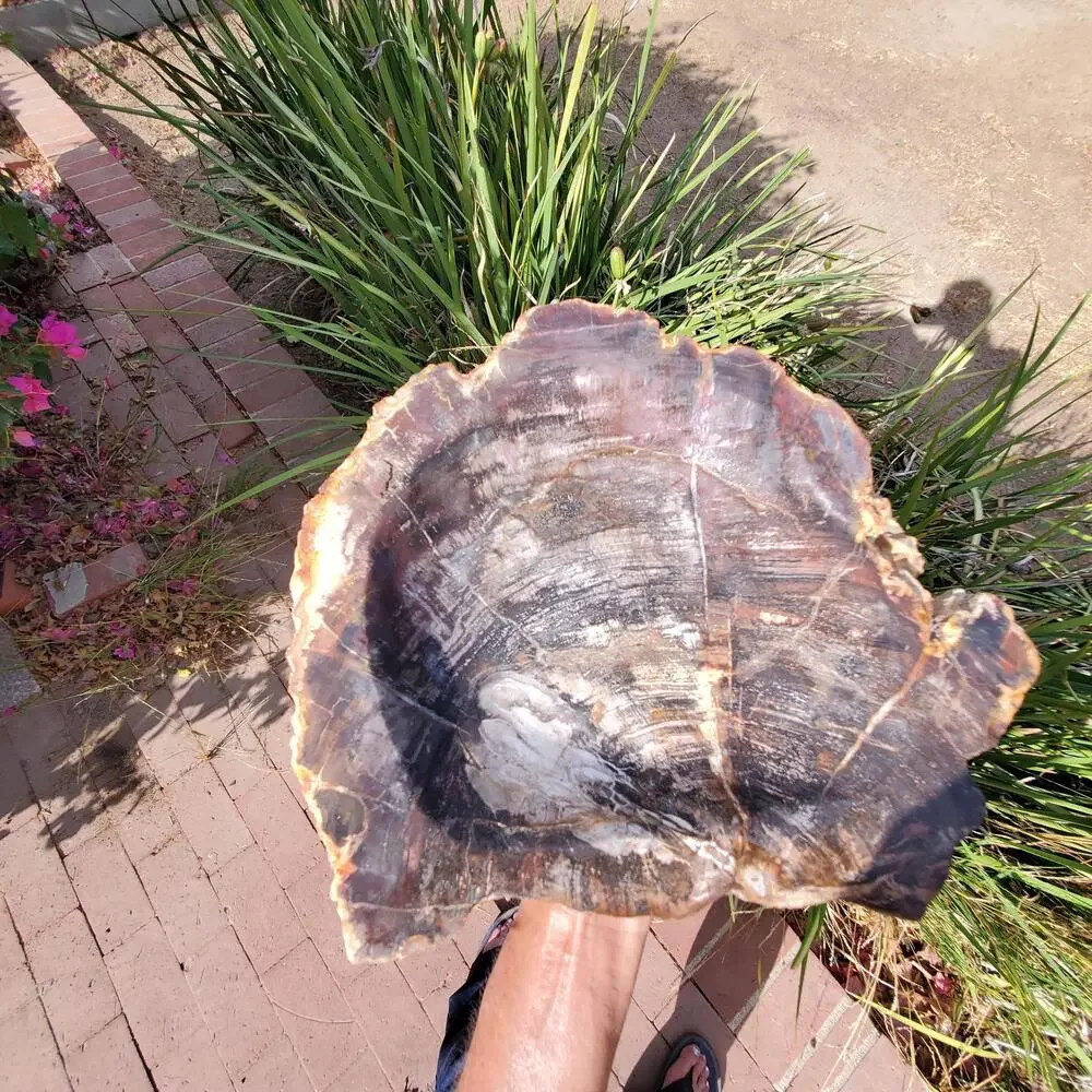 13lbs+ Red Brown XL Petrified Wood Fossilized Bowl 6210 grams
